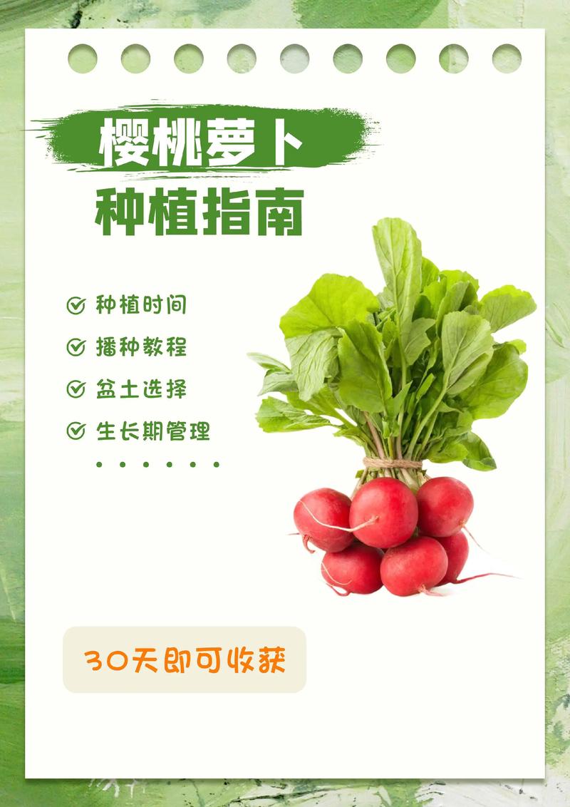 樱桃萝卜种植技术大全-图1