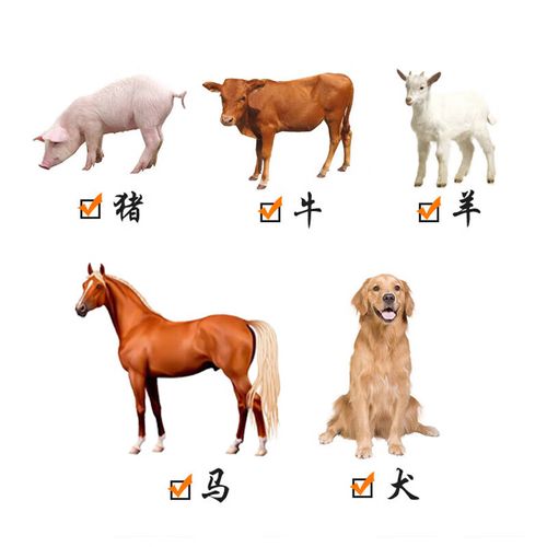 兽药安乃近针剂价格多少？-图3