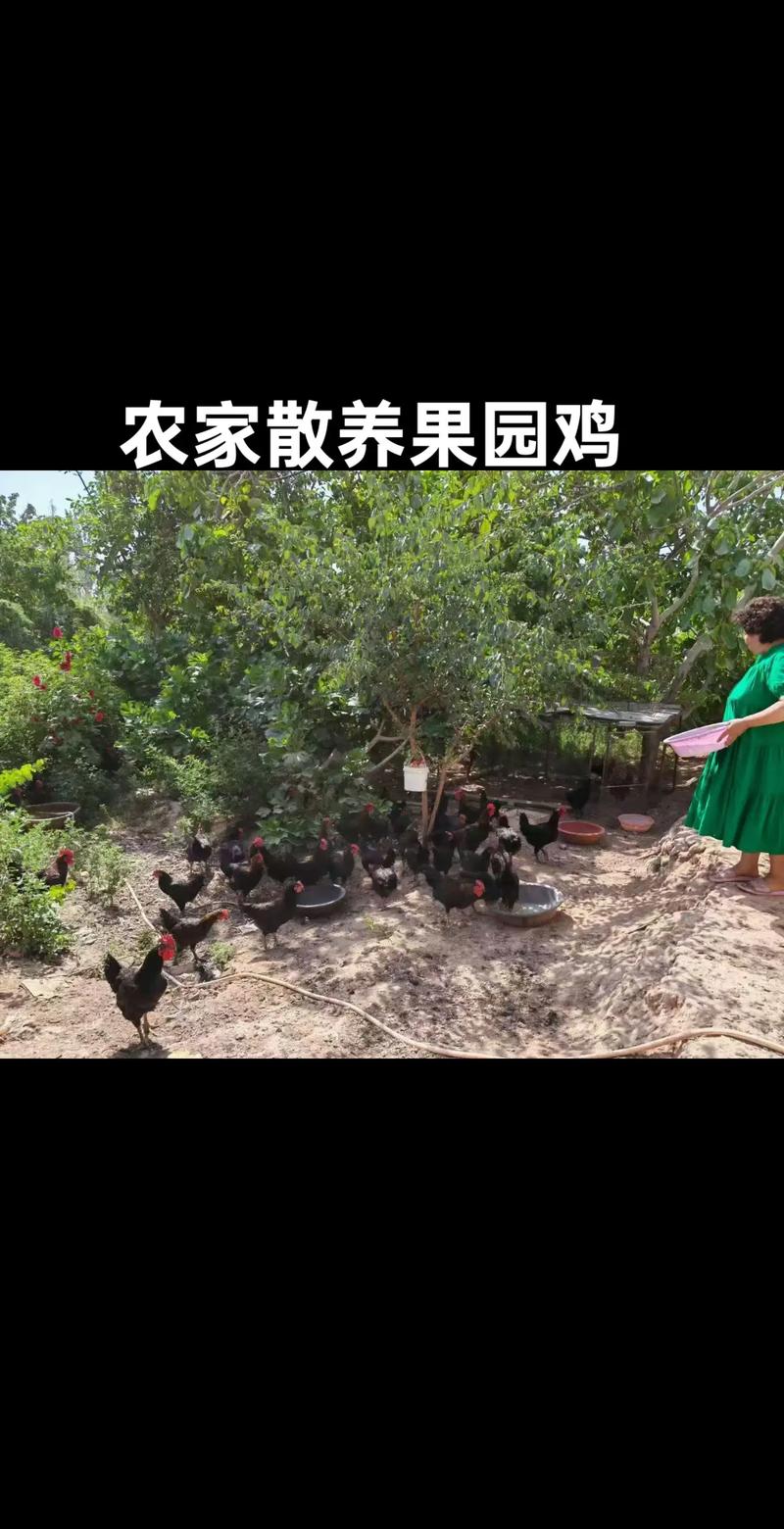 果园鸡养殖技术如何提升收益？-图2