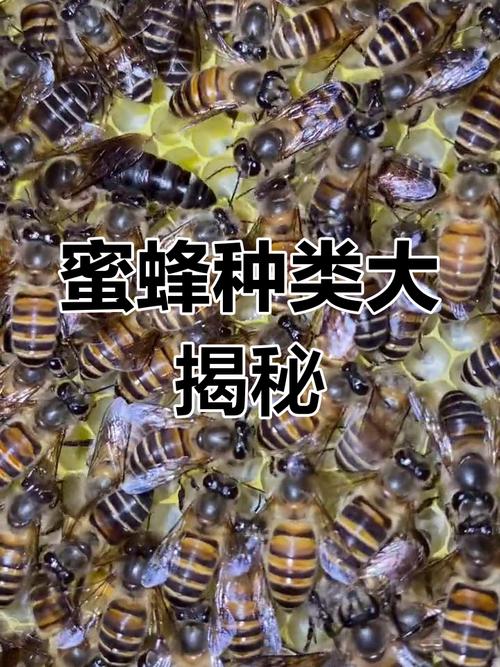 河南养什么蜜蜂品种好-图1