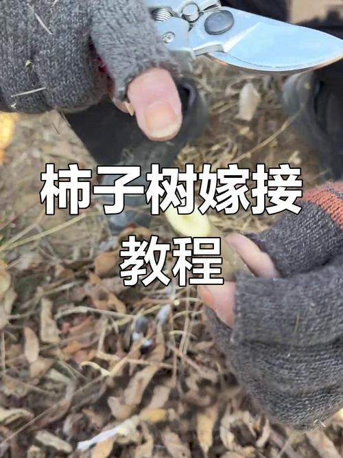 柿子嫁接视频，关键技术有哪些？-图1