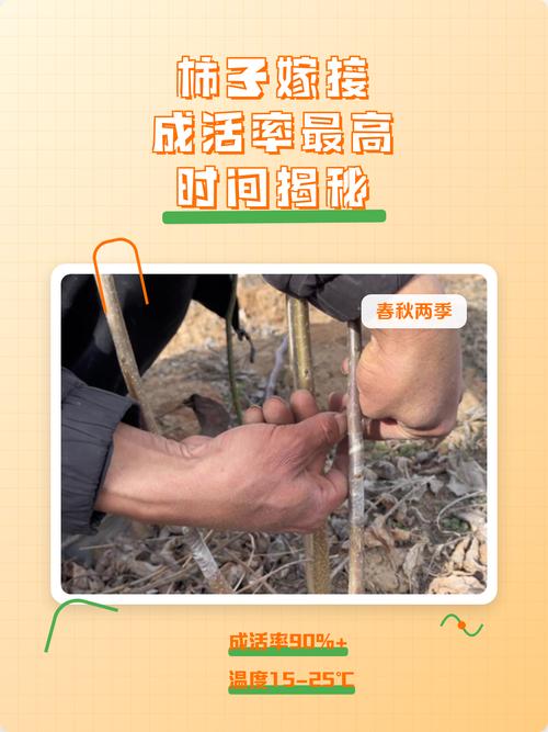 柿子嫁接视频，关键技术有哪些？-图2