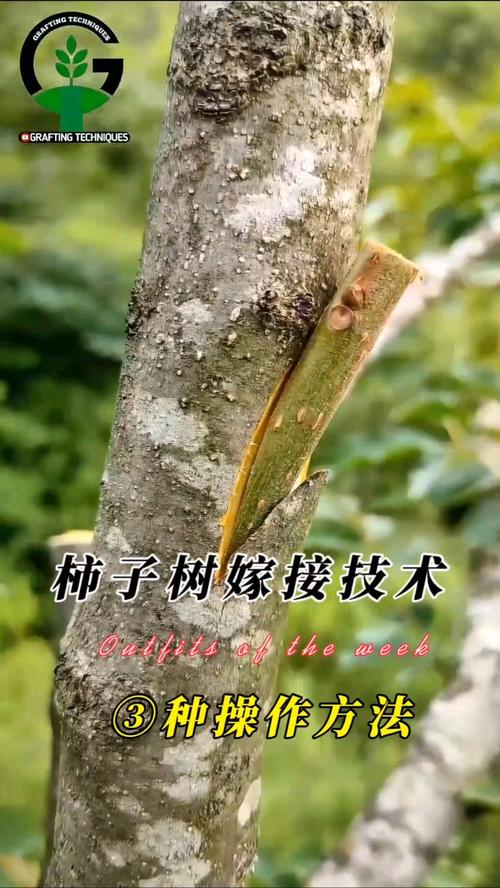 柿子嫁接视频，关键技术有哪些？-图3