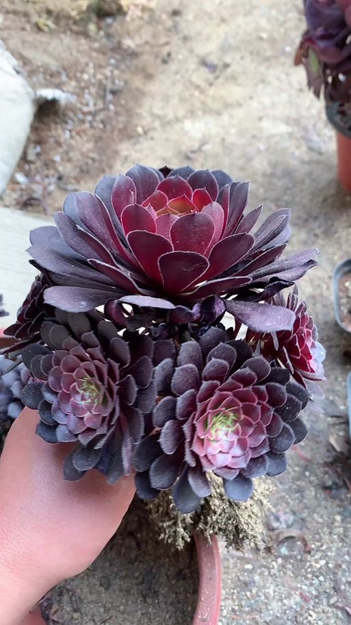 法师多肉品种铜壶法师-图1