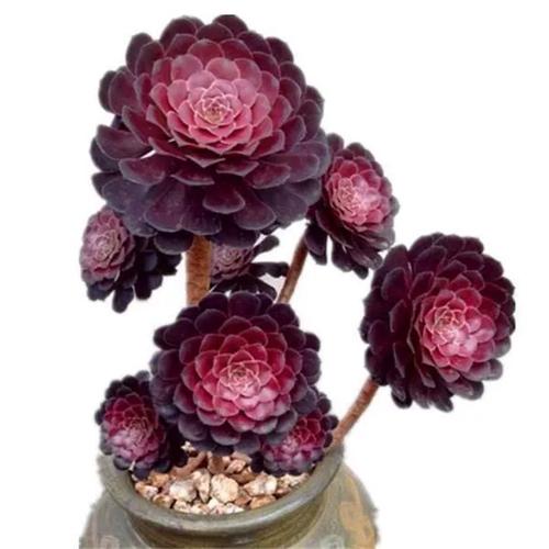 法师多肉品种铜壶法师-图2