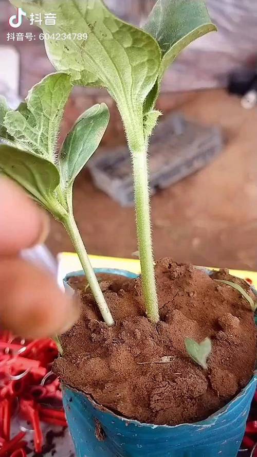 大棚嫁接西瓜如何实现高产？-图2