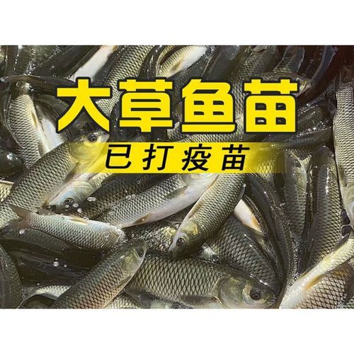 买鱼苗 草鱼种苗价格-图1