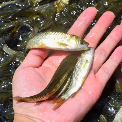 买鱼苗 草鱼种苗价格-图2