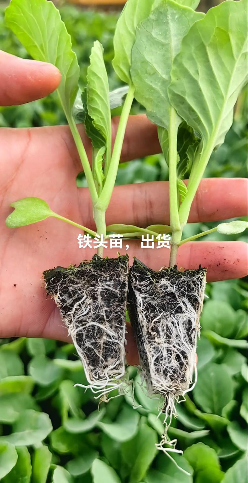 甘蓝种植技术视频有哪些要点？-图1