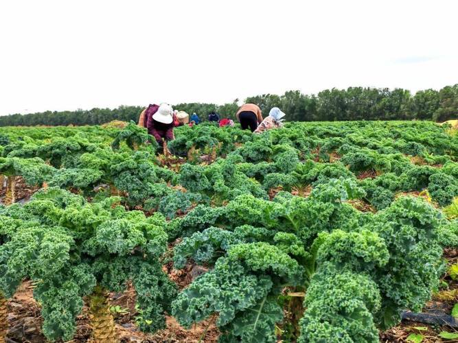 甘蓝种植技术视频有哪些要点？-图3
