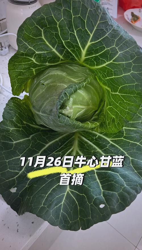 甘蓝种植技术视频有哪些要点？-图2