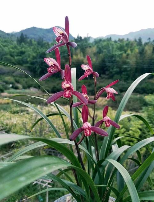 哪些建兰品种最值得养殖？-图3