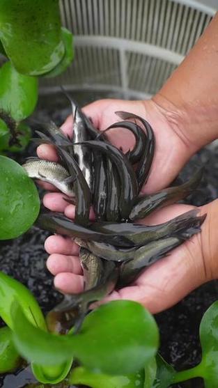 小型鱼塘青鱼养殖技术-图2