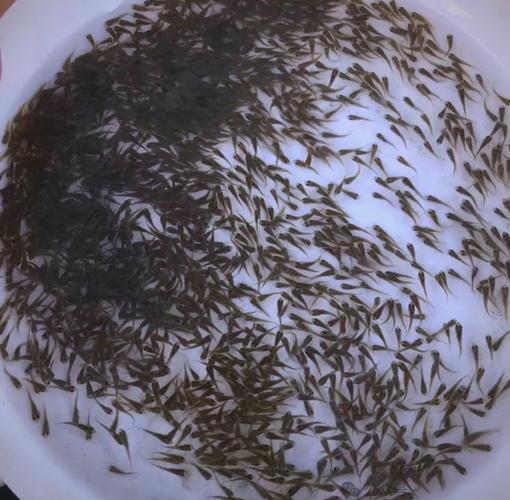 小型鱼塘青鱼养殖技术-图1