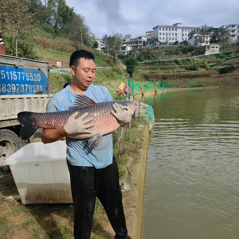 小型鱼塘青鱼养殖技术-图3