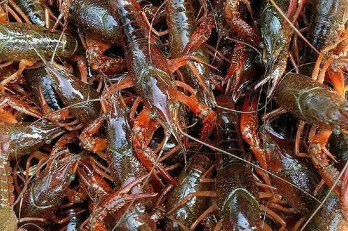 湖北龙虾价格最新走势如何？-图2