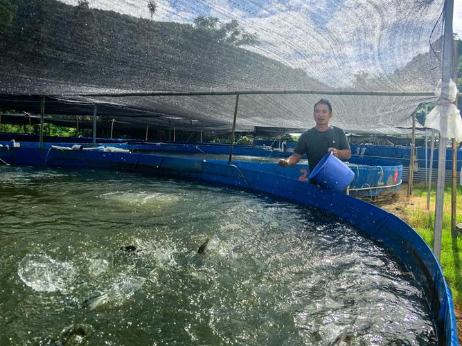 鲈鱼人工淡水养殖技术-图1