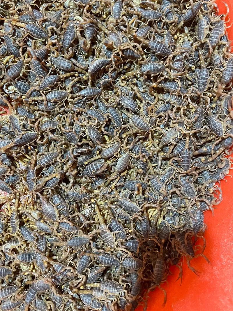 中国的蝎子是什么品种-图2