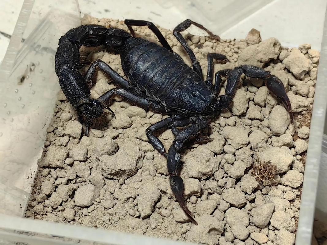 中国的蝎子是什么品种-图1