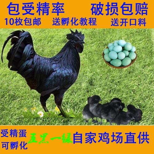 乌骨鸡的孵化养殖技术-图1 乌骨鸡的孵化养殖技术-图1