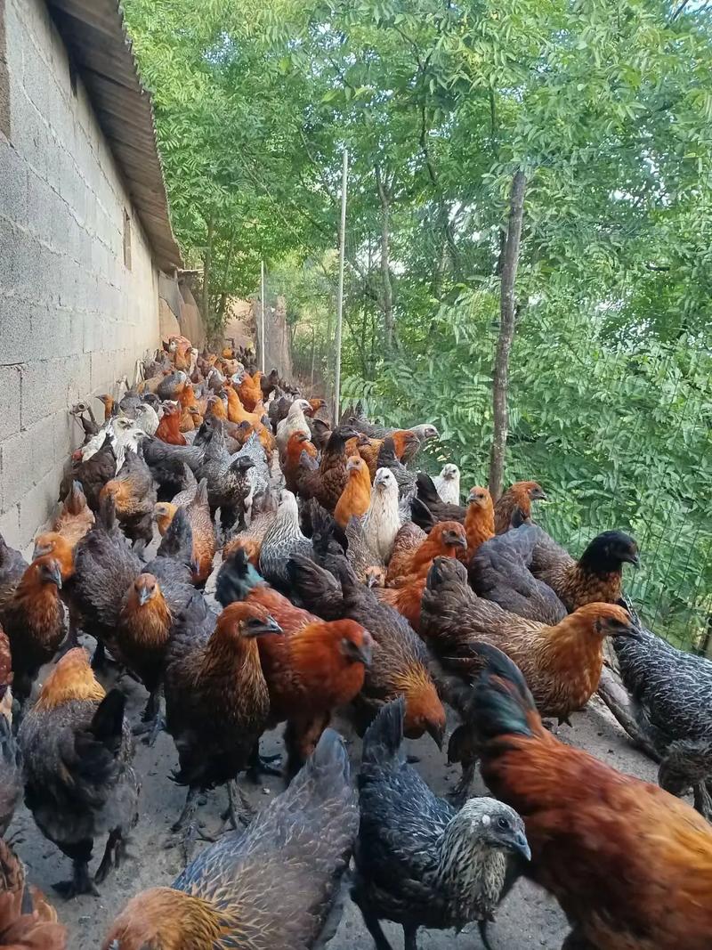 乌骨鸡的孵化养殖技术-图2 乌骨鸡的孵化养殖技术-图2