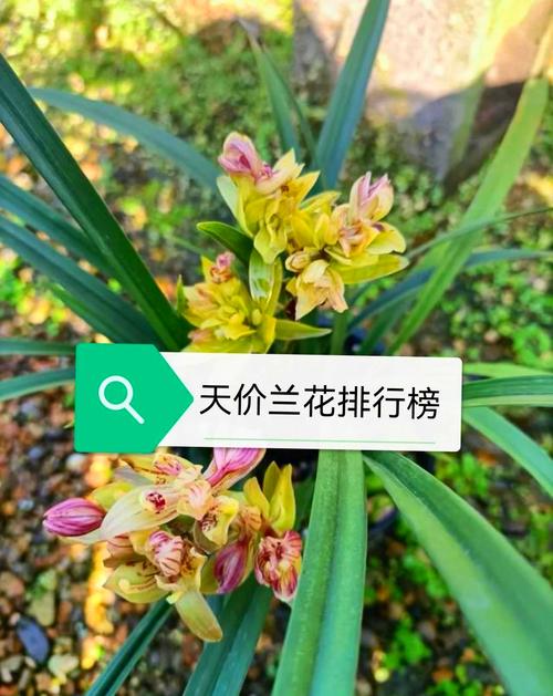 兰花的常见品种及图片-图1