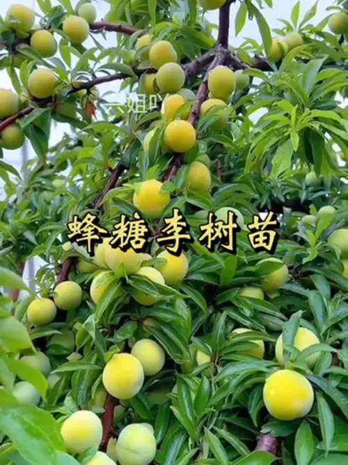 种植什么品种的李子好-图1