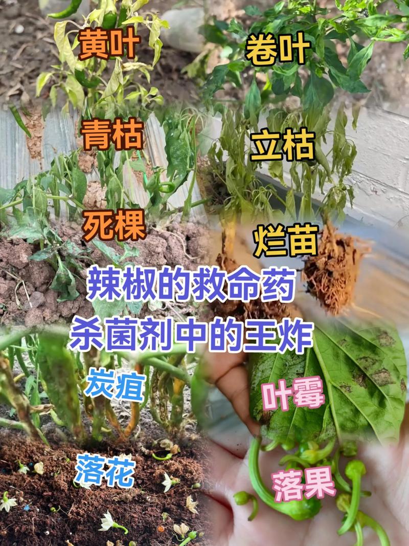 阴天温室辣椒管理技术-图2