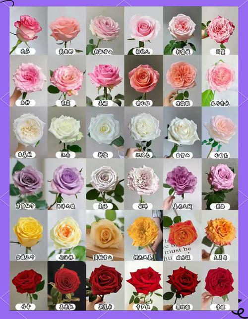 红玫瑰有哪些名贵品种-图2