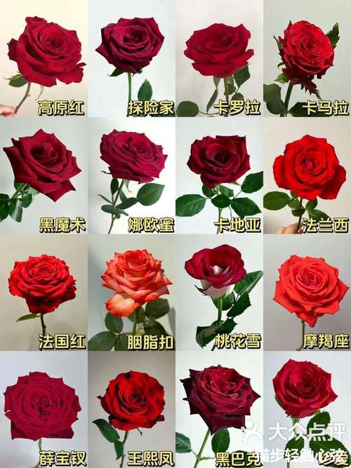 红玫瑰有哪些名贵品种-图1