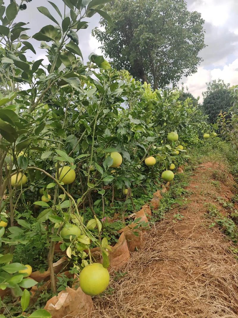 什么品种的柚子树高大-图1