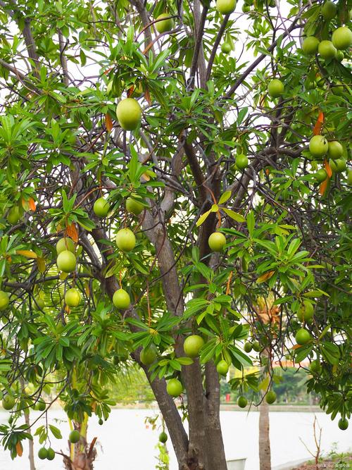 什么品种的柚子树高大-图2