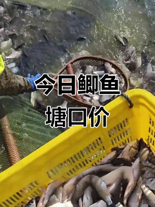 今日鲫鱼价格行情走势-图3
