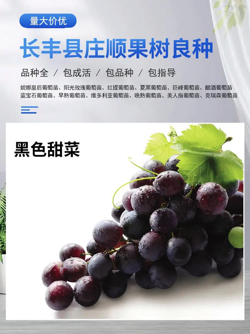 现在种什么葡萄价格好-图1