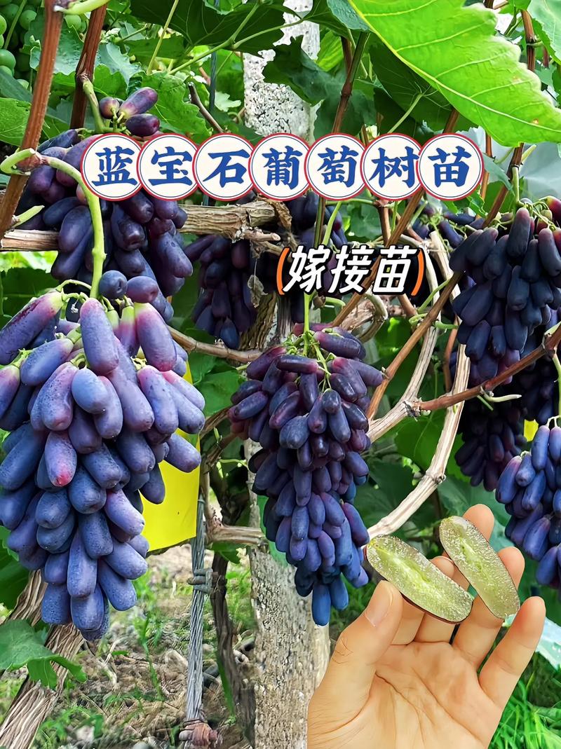 现在种什么葡萄价格好-图3