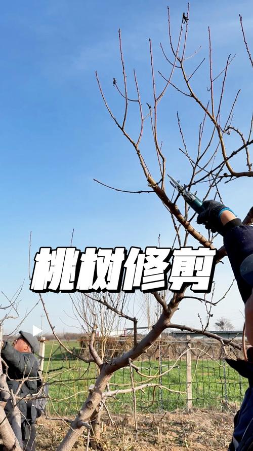 桃树花期修剪技术视频-图1