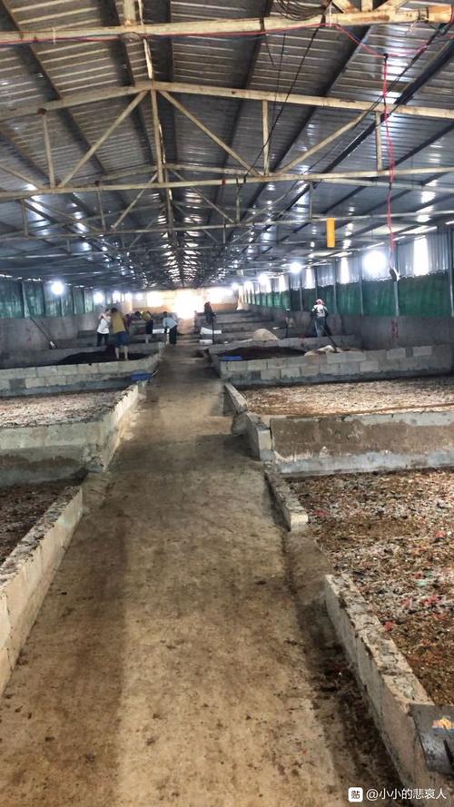 蝇蛆蛋鸡养殖技术视频-图1