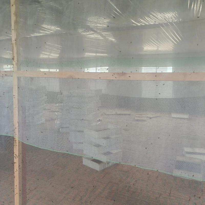 蝇蛆蛋鸡养殖技术视频-图3