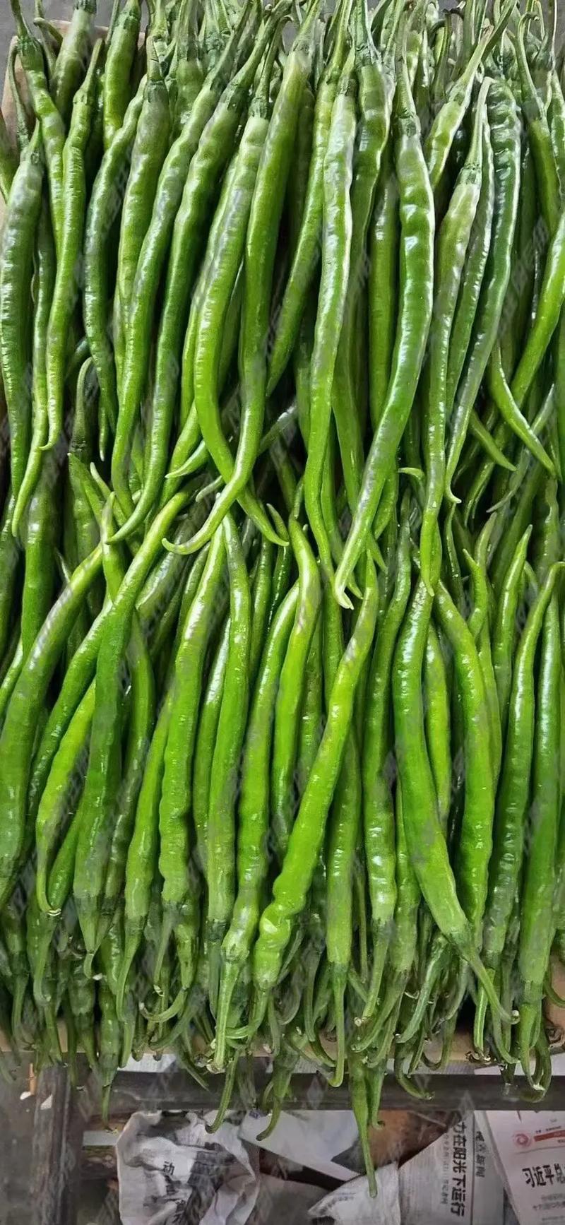 长辣椒品种大全及图片-图2