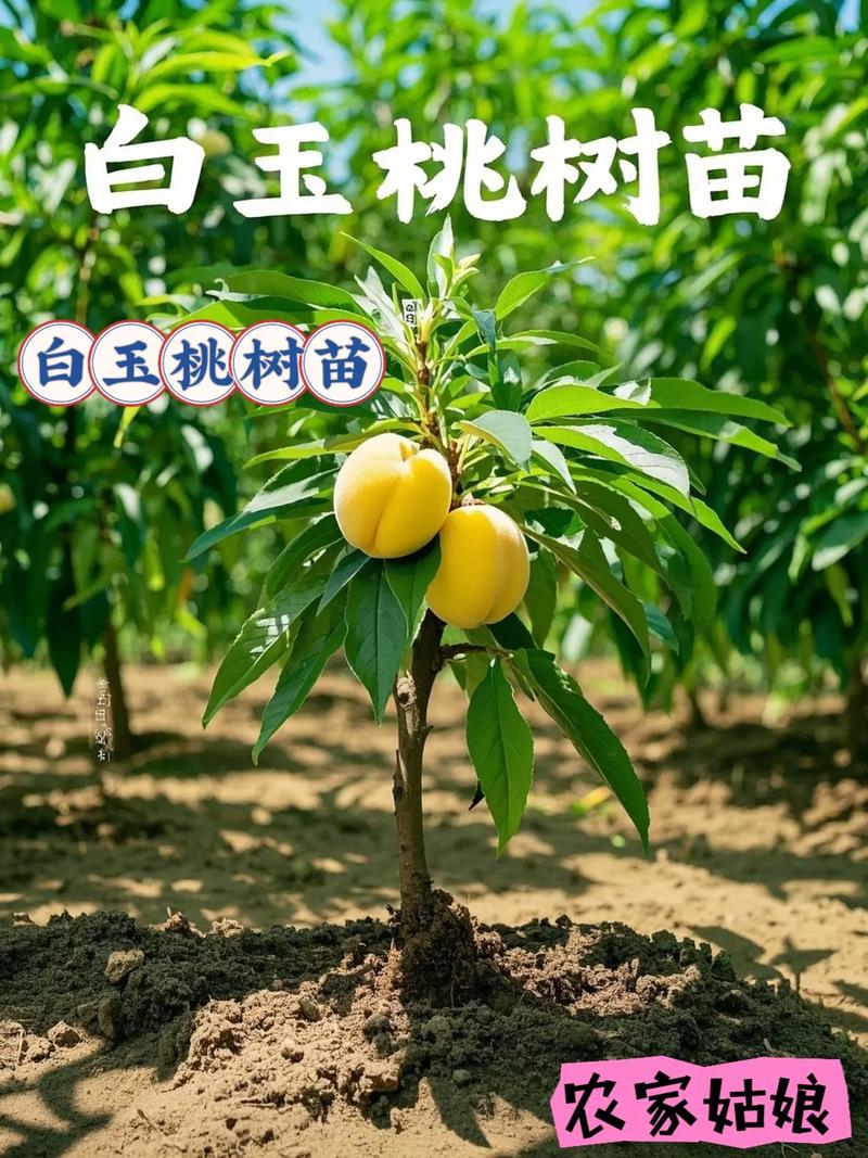 2025桃树新品种有哪些？-图1