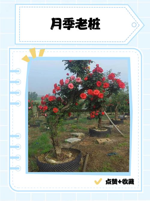 盆栽月季专业养殖技术-图2