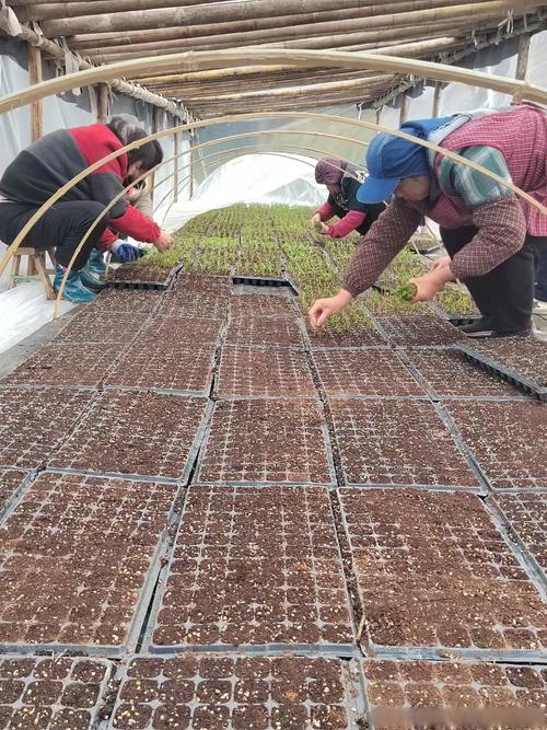 莪术繁殖栽培管理技术-图3