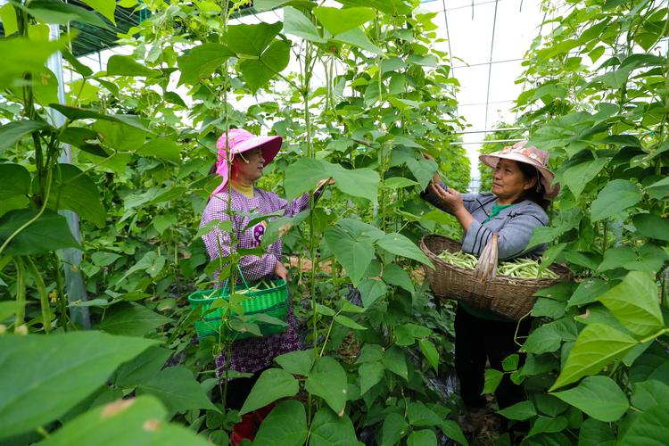 秋季大棚种植芸豆技术-图1