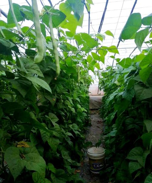 秋季大棚种植芸豆技术-图2