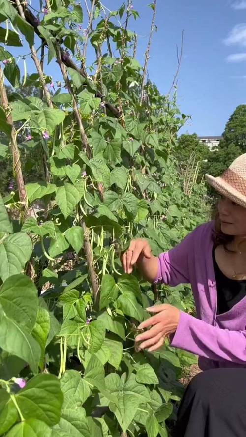 秋季大棚种植芸豆技术-图3
