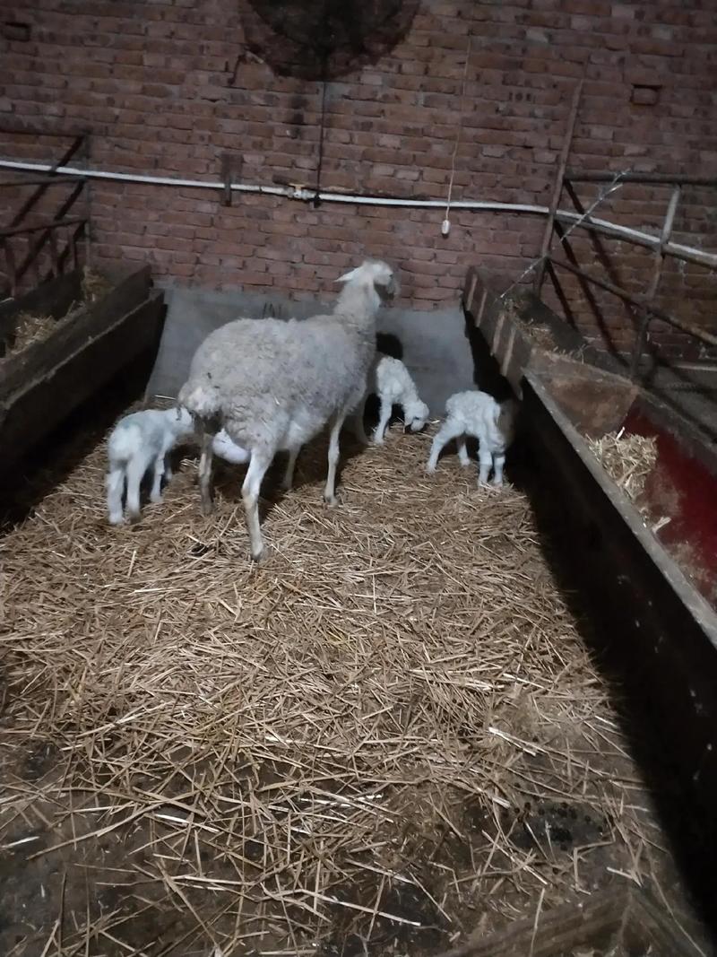多胎多羔羊有哪些品种-图1