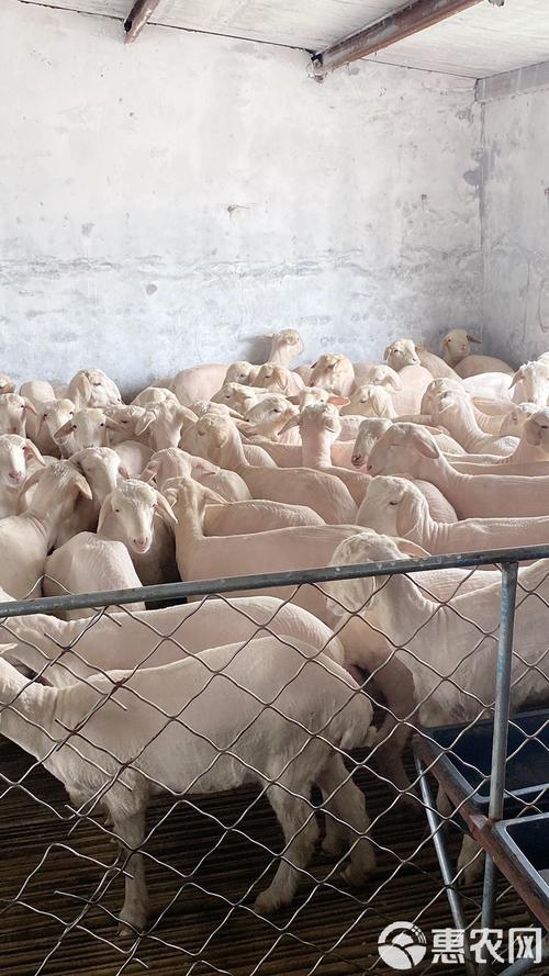 多胎多羔羊有哪些品种-图2