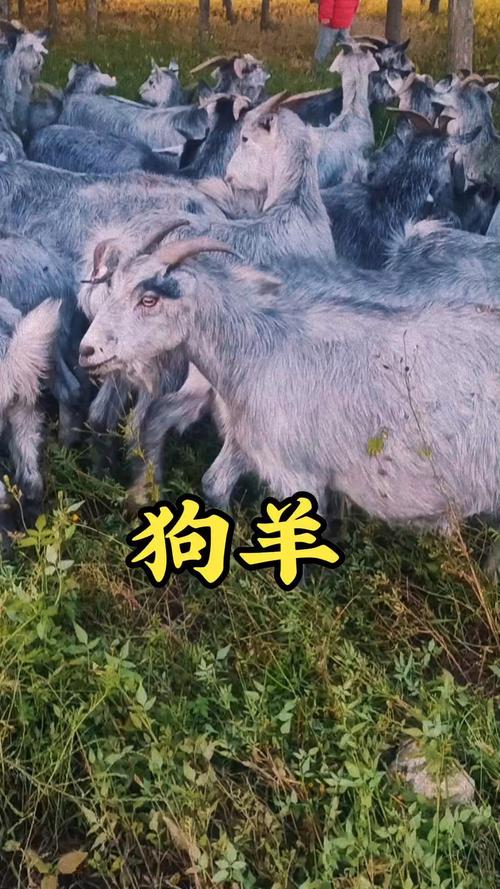 多胎多羔羊有哪些品种-图3