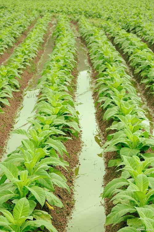 秋季莴苣怎么种？视频教你技巧！-图1