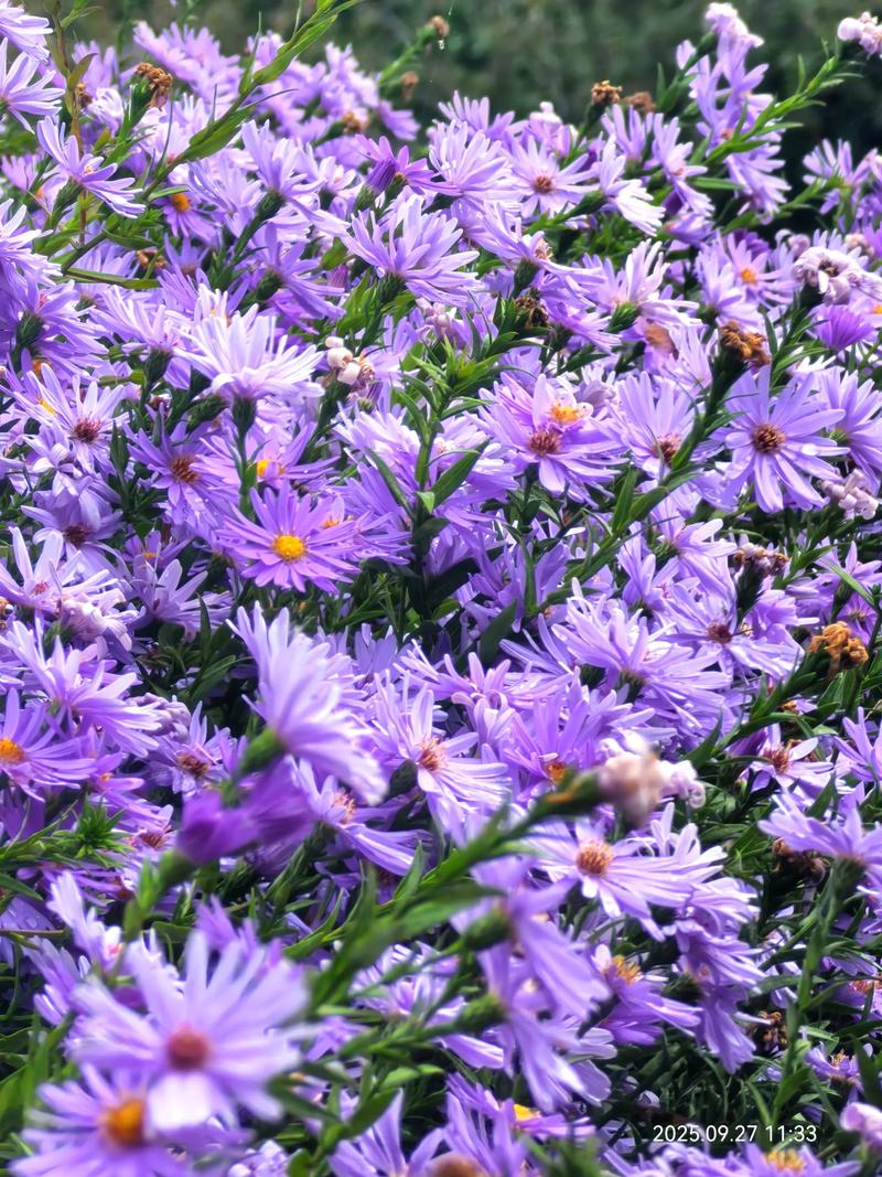 秋天开花的紫色雏菊有哪些品种？-图2